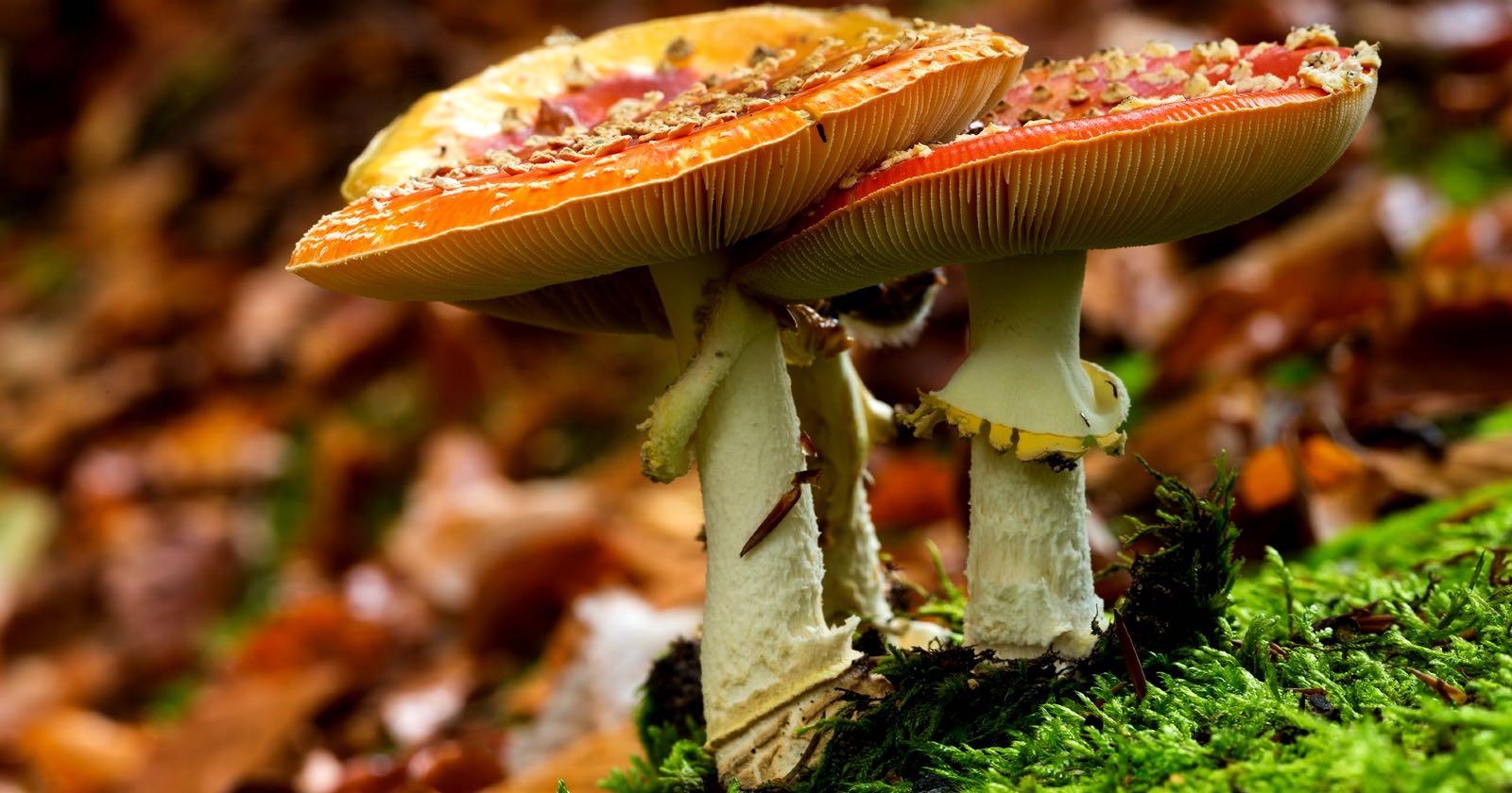 Especie de hongos en Fantastic Fungie. 