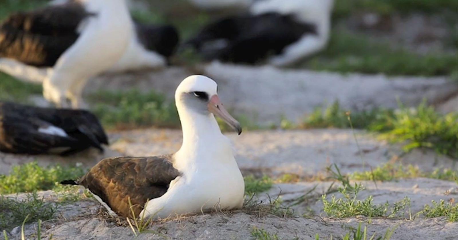 Imagen de una ave de Albatross. Documentales sobre el planeta. 